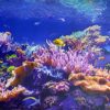 PANEL-SCIENNY-PCV-Coral-NIEBIESKI-KUCHNIA-100×60