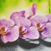 PANEL-SCIENNY-PCV-Pink-Orchid-KWIAT-KUCHNIA-100×60